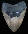 Quality Olive Colored Megalodon Tooth #11879-1
